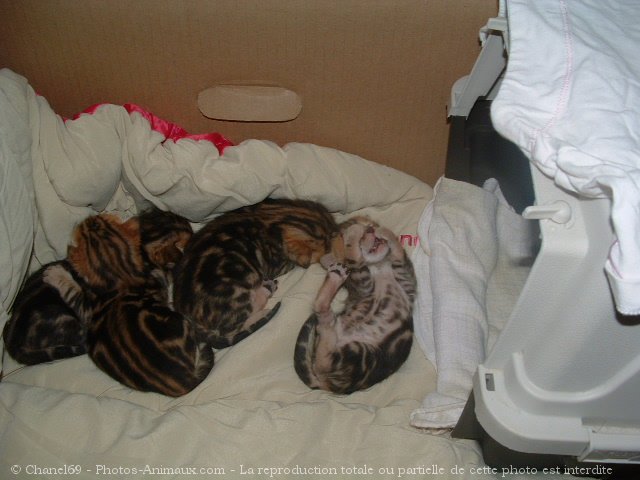 Photo de Bengal