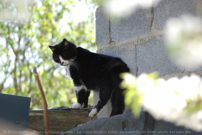 Photo de Chat domestique