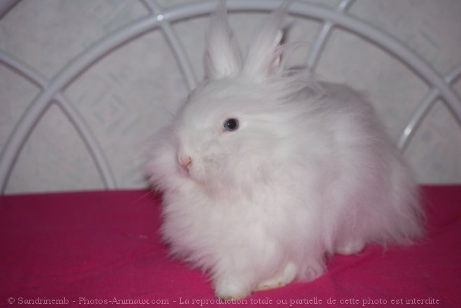 Photo de Lapin