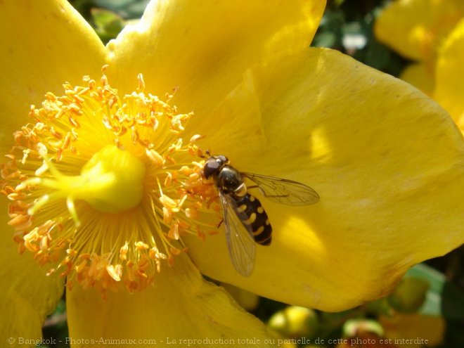 Photo d'Abeille