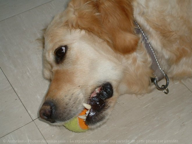 Photo de Golden retriever