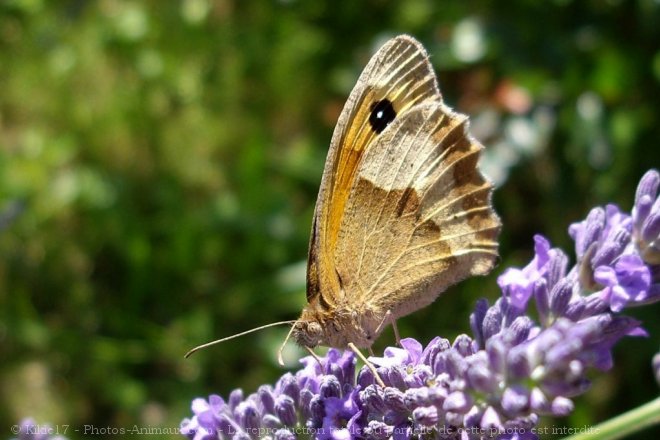 Photo de Papillon