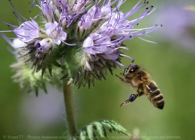 Photo d'Abeille