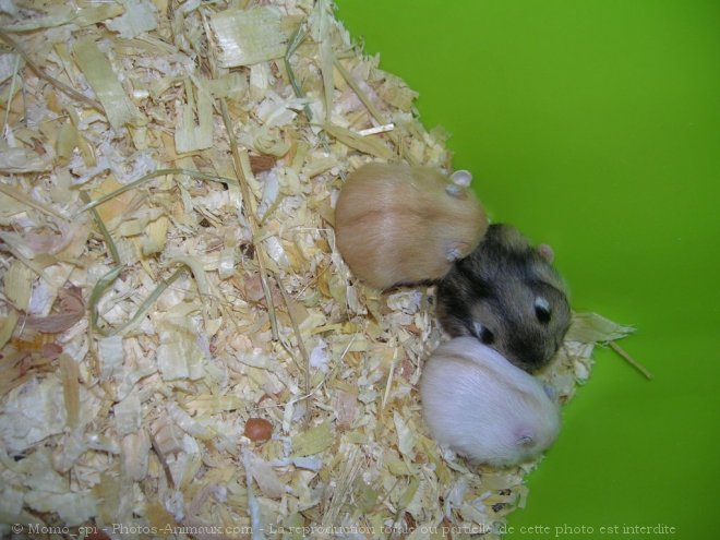 Photo de Hamster