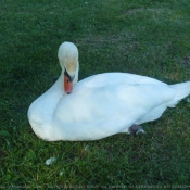 Photo de Cygne