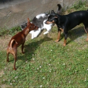 Photo de Pinscher nain