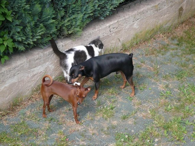 Photo de Pinscher allemand