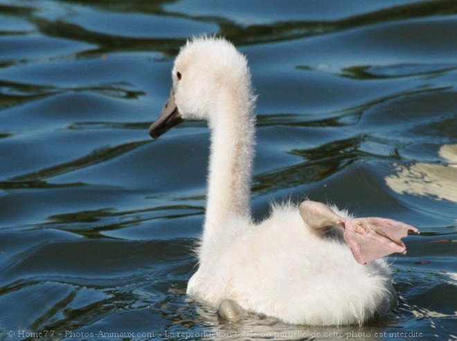 Photo de Cygne