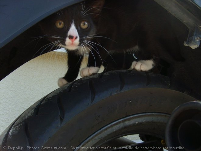 Photo de Chat domestique