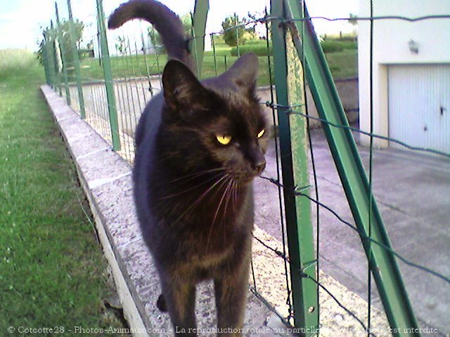 Photo de Chat domestique