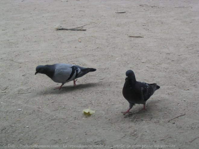 Photo de Pigeon