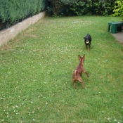 Photo de Pinscher nain