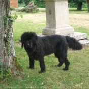 Photo de Chien de terre-neuve