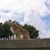 Photo de Chihuahua  poil long