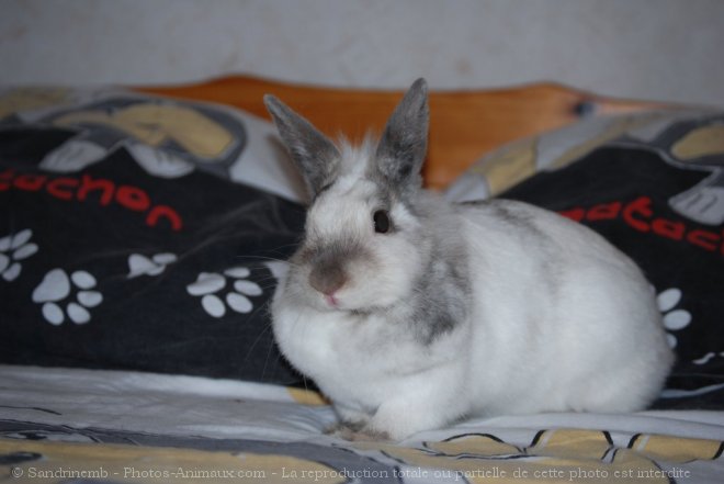 Photo de Lapin