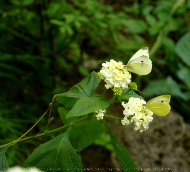 Photo de Papillon