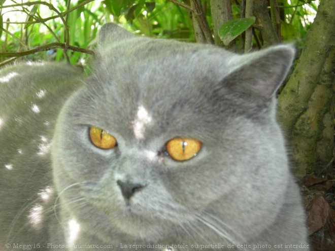 Photo de British shorthair