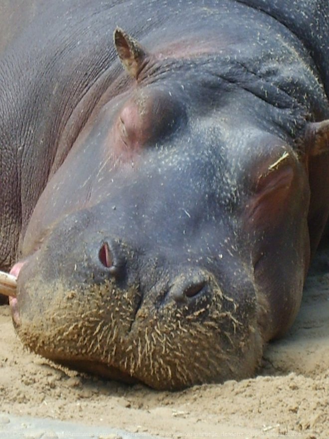 Photo de Hippopotame