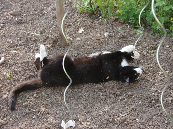 Photo de Chat domestique