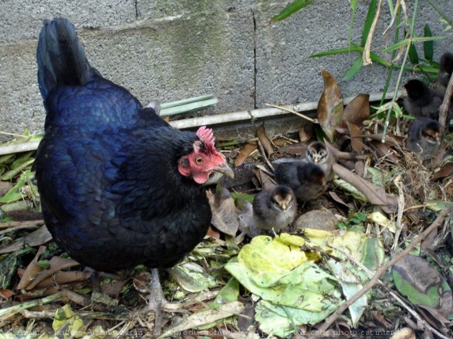 Photo de Poule