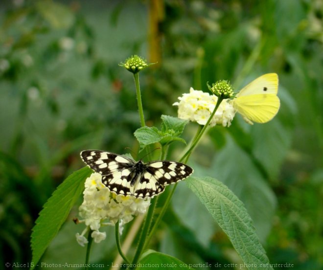 Photo de Papillon