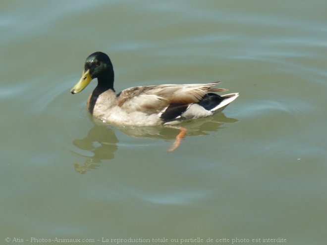 Photo de Canard colvert