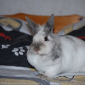 Photo de Lapin