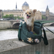 Photo de Chihuahua  poil long