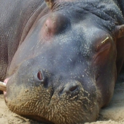 Photo de Hippopotame