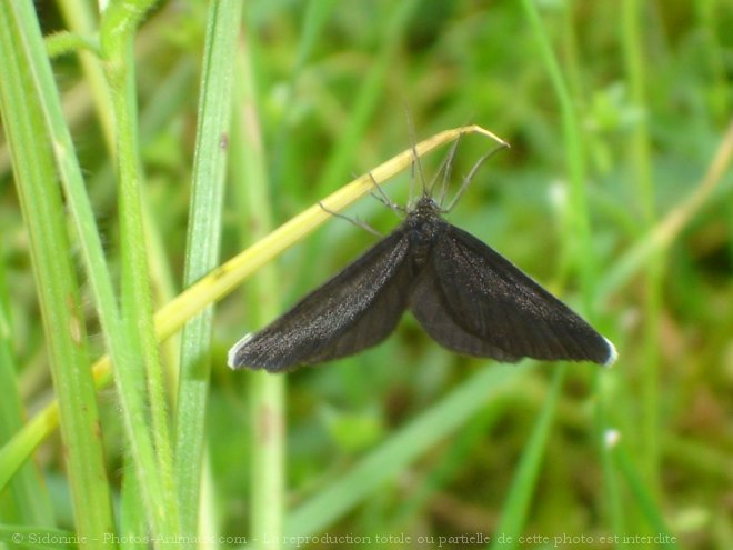 Photo de Papillon