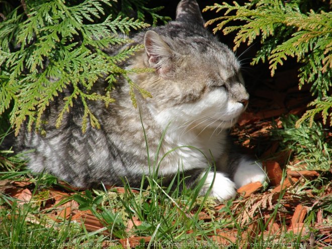 Photo de Chat domestique