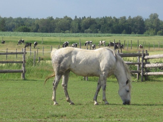 Photo de Quarter horse