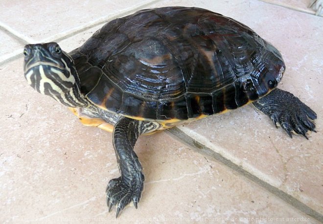 Photo de Tortue