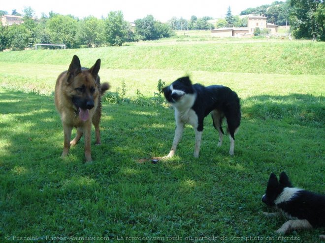 Photo de Berger allemand  poil court