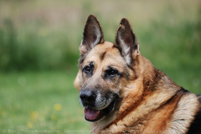 Photo de Berger allemand  poil court