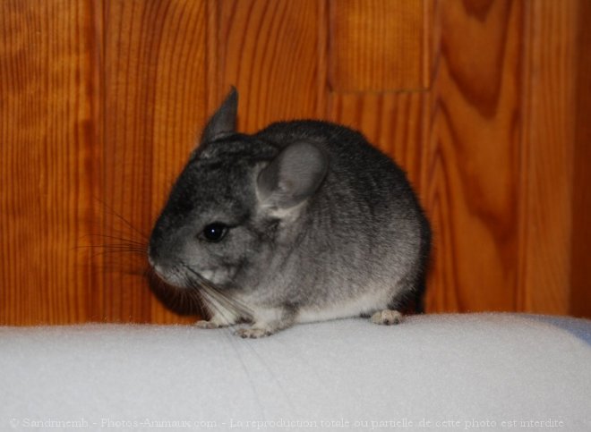 Photo de Chinchilla