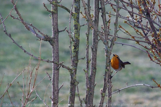 Photo de Rouge gorge