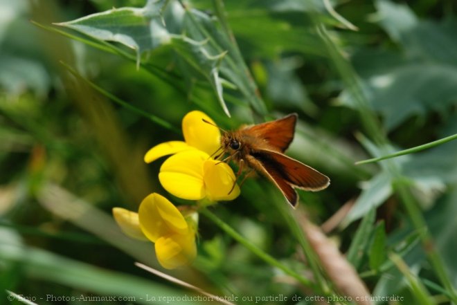 Photo de Papillon