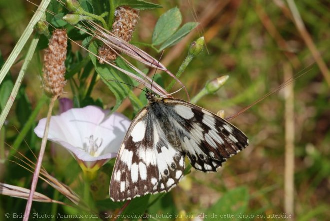 Photo de Papillon - demi deuil