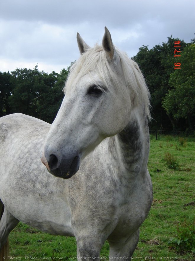 Photo de Camargue