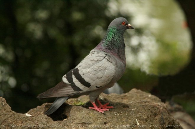 Photo de Pigeon