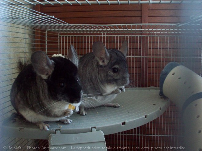 Photo de Chinchilla