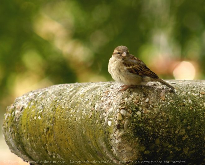 Photo de Moineau