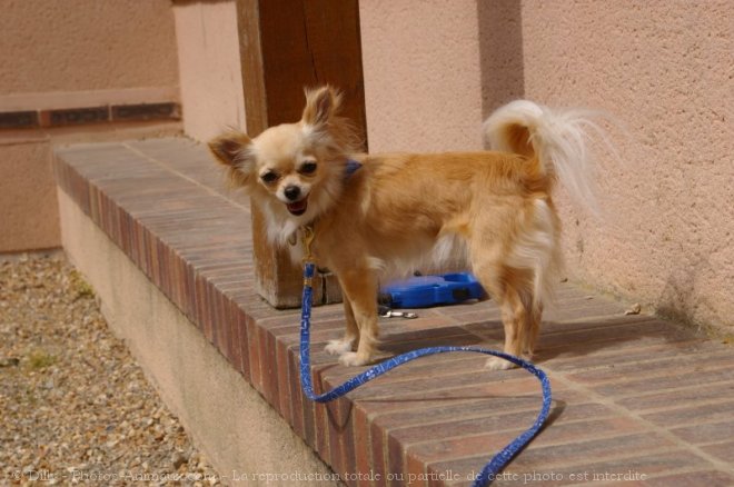 Photo de Chihuahua  poil long