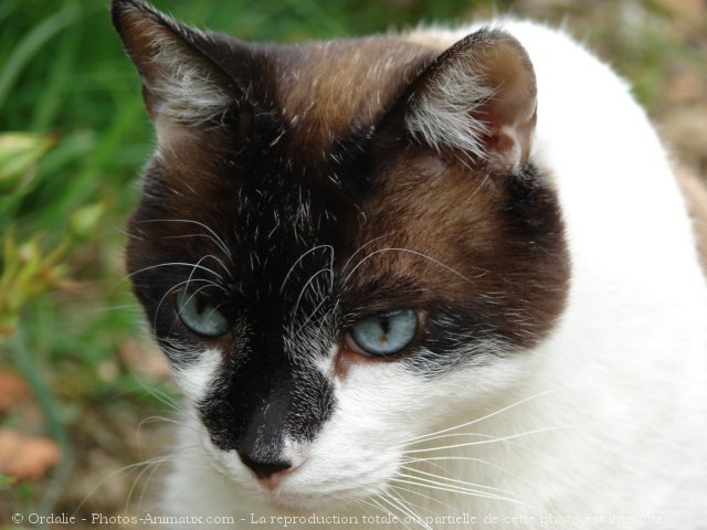 Photo de Chat domestique