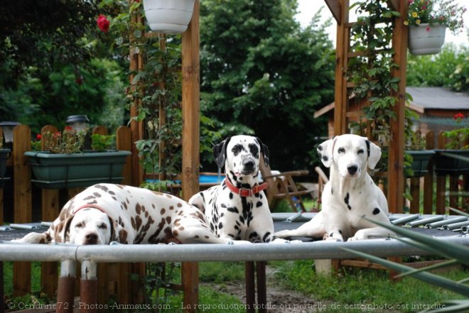 Photo de Dalmatien