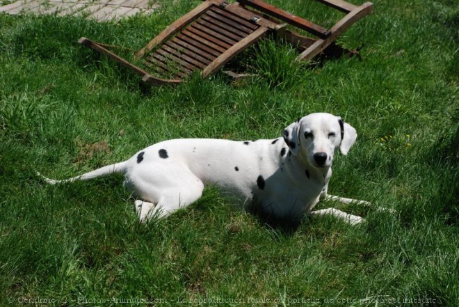 Photo de Dalmatien