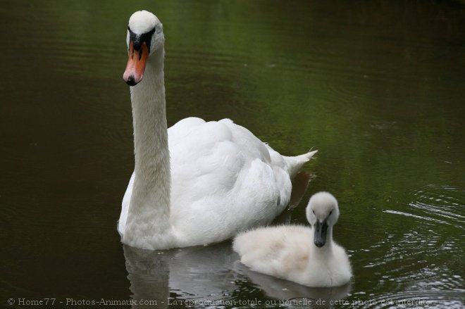 Photo de Cygne