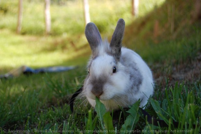 Photo de Lapin