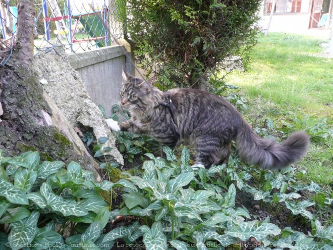 Photo de Maine coon